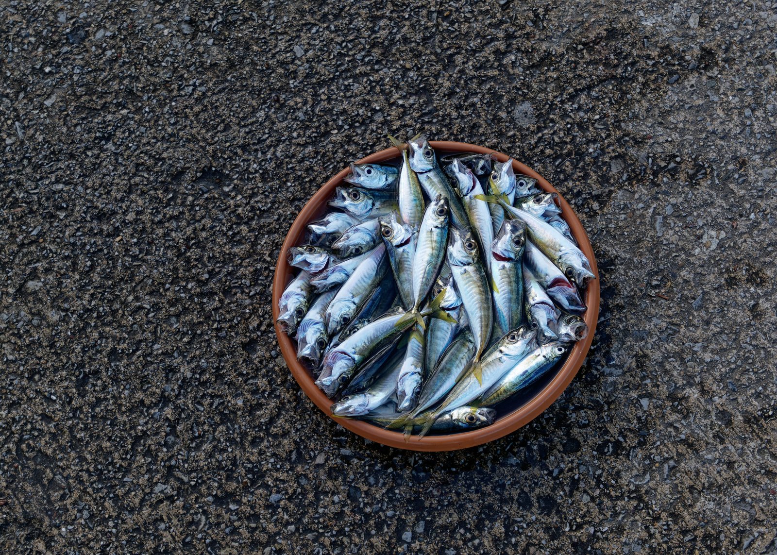 SEO For Fisheries CPT